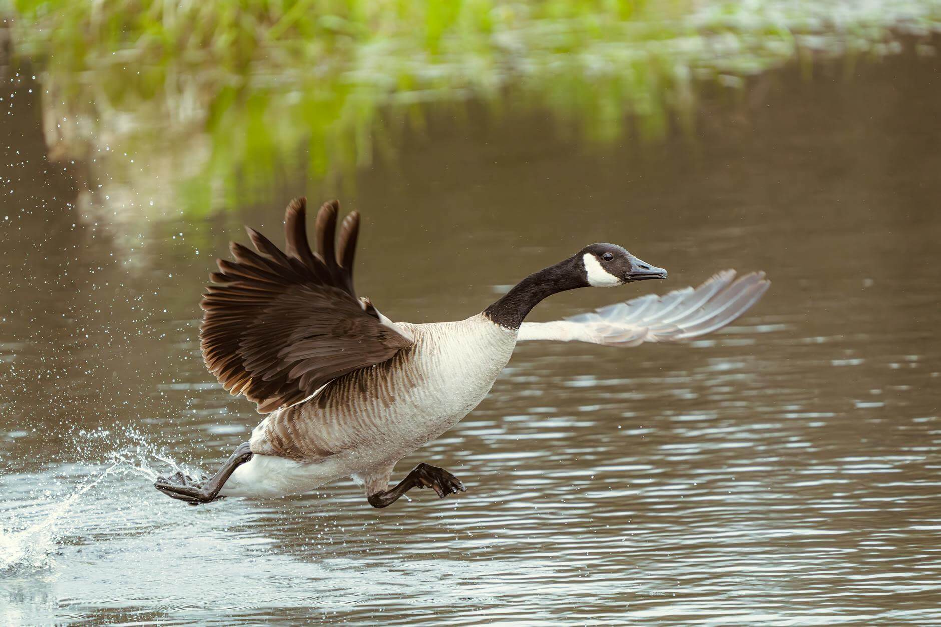 close up of a goose flying above water