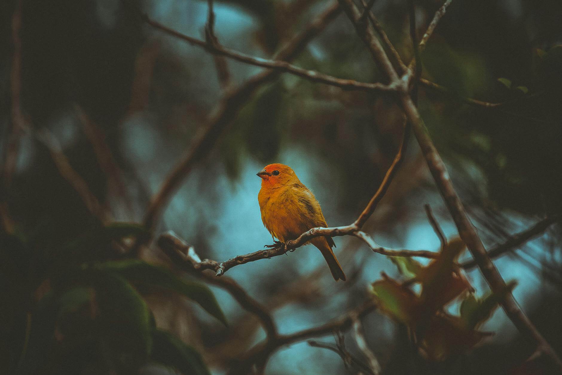 red and yellow bird on branches