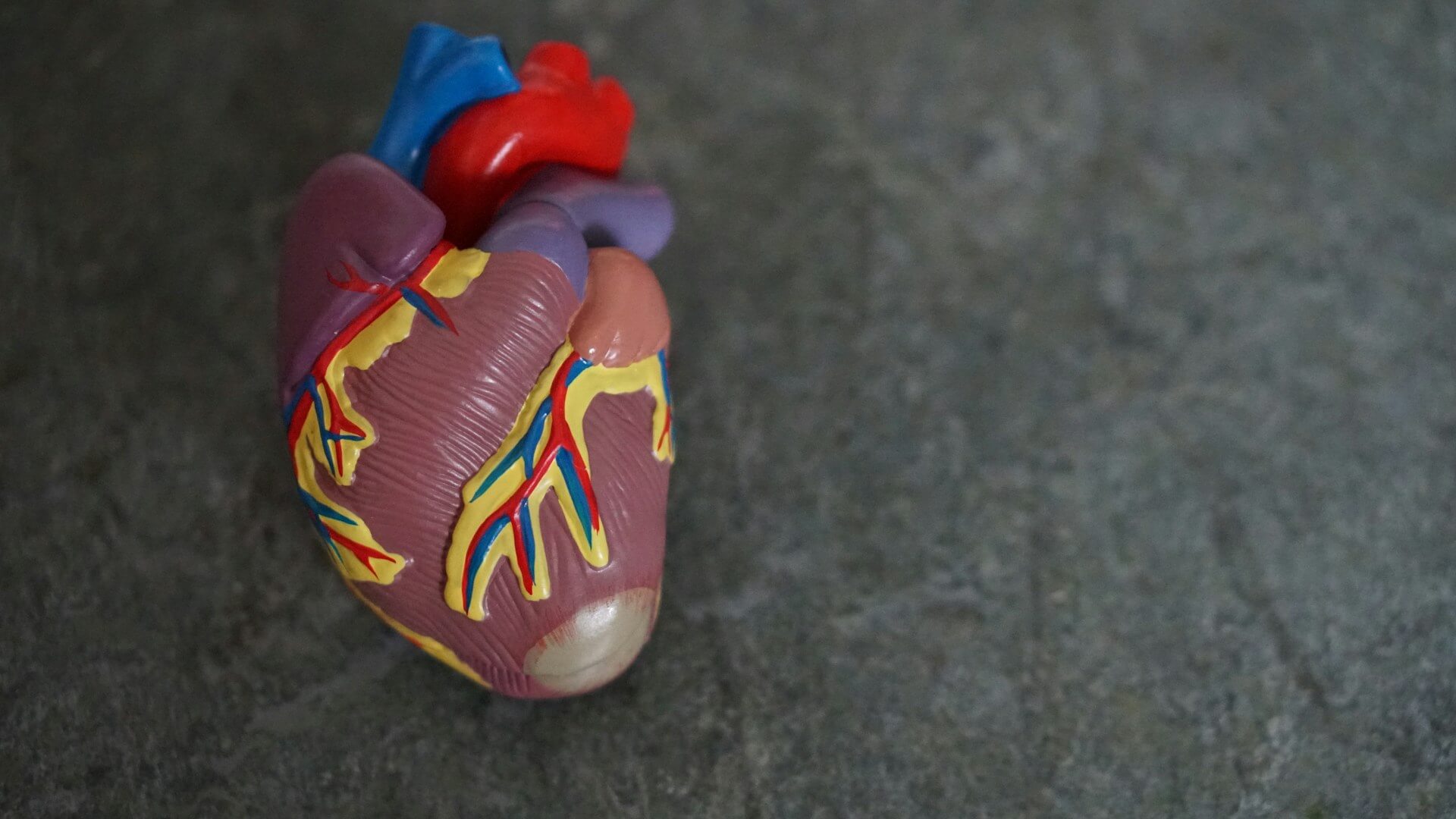 Plastic heart model