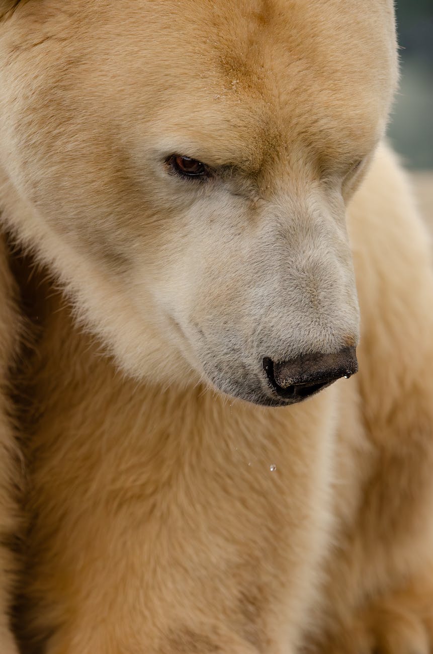 eisbar gesicht nahaufnahme