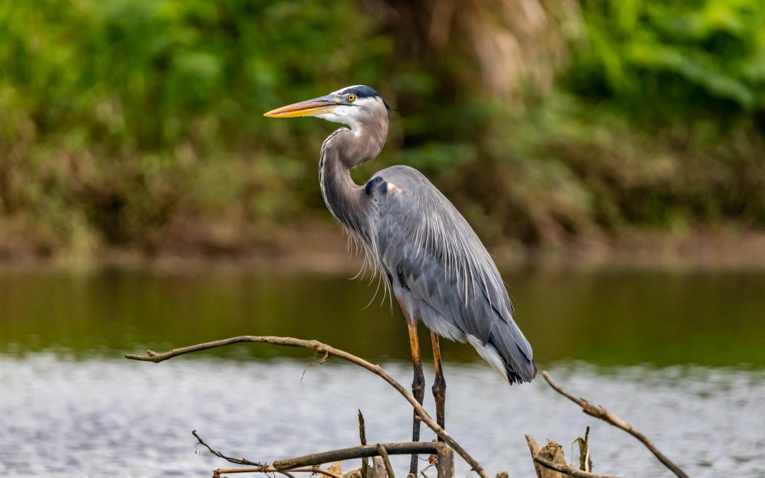 My Friend, the Heron