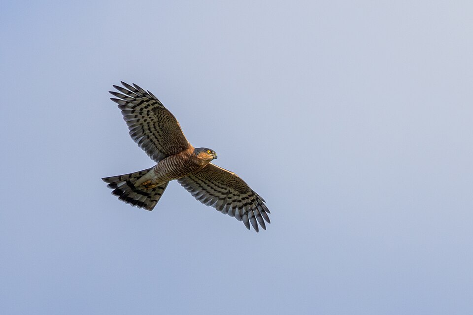 Sparrowhawk