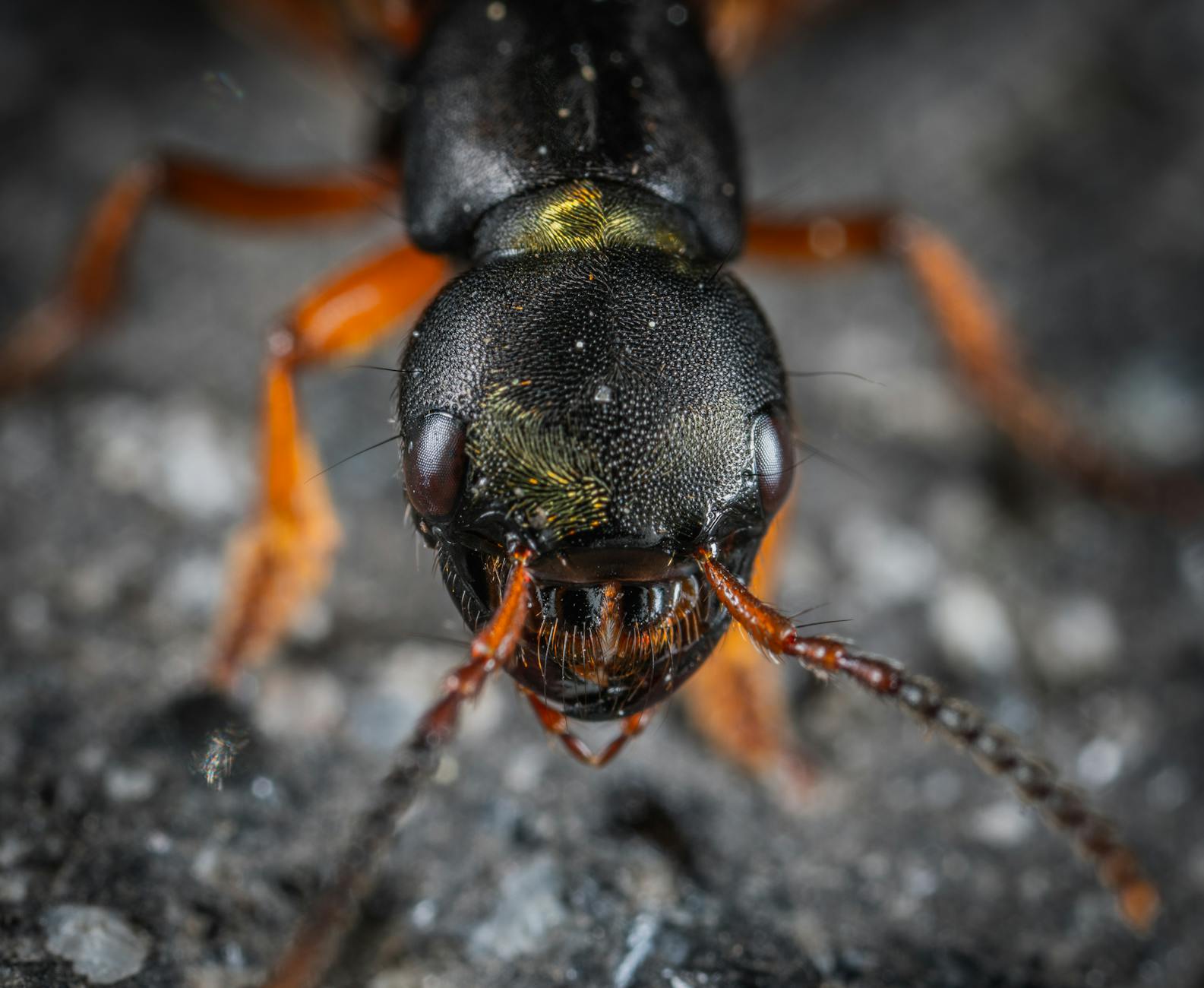 macro shot photography of insect head