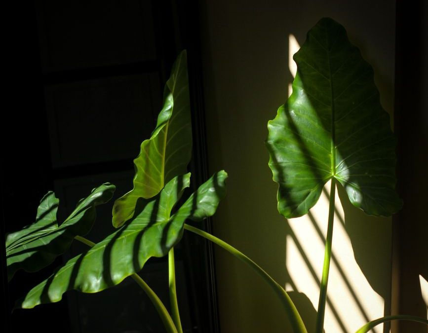 I sing to my beloved tree while inside the house my husband stews, cracks his knuckles, threatens to run away with the philodendron